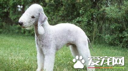 貝靈頓梗犬訓練 訓練時先將食物放在明顯的地方