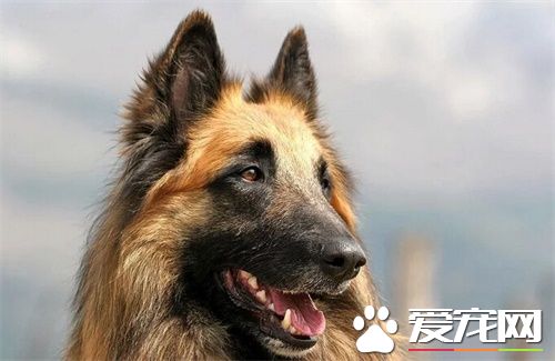 比利時牧羊犬訓練難度 一種比較聰明的狗狗
