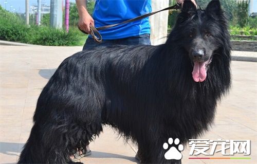 比利時牧羊犬訓練難度 一種比較聰明的狗狗