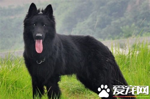 比利時牧羊犬訓練難度 一種比較聰明的狗狗