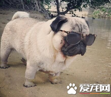 巴哥犬幾個月可以訓練 最好是從一個多月開始