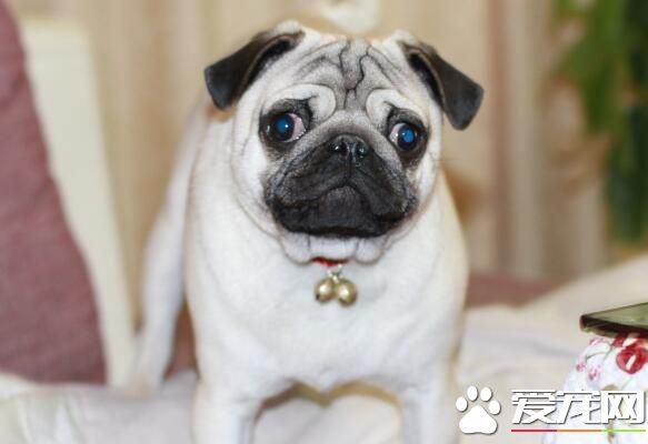 巴哥犬幾個月可以訓練 最好是從一個多月開始
