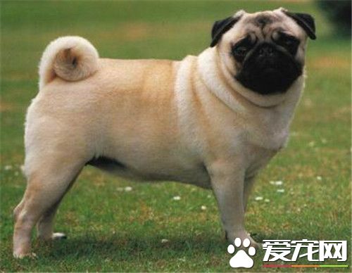 巴哥犬幾個月可以訓練 最好是從一個多月開始