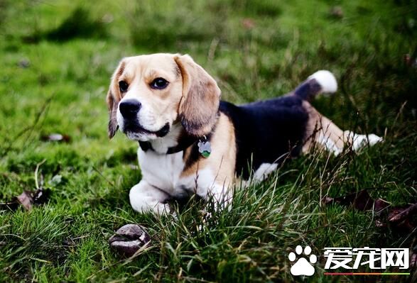 比格犬怎樣服從訓練 要保持一個良好的態度去訓練