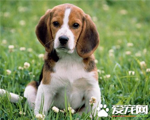 比格犬怎樣服從訓練 要保持一個良好的態度去訓練