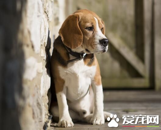 比格犬怎樣服從訓練 要保持一個良好的態度去訓練