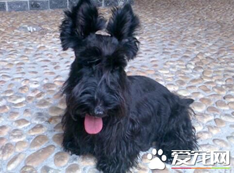 蘇格蘭梗如何訓練 首先要讓狗記住你對它的呼喚