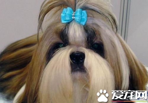 西施犬怎樣訓練 西施犬最佳的時間是在幼年期