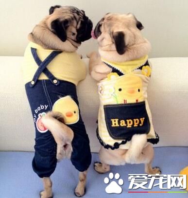 巴哥犬如何訓練 最佳訓練時間在3到4月齡