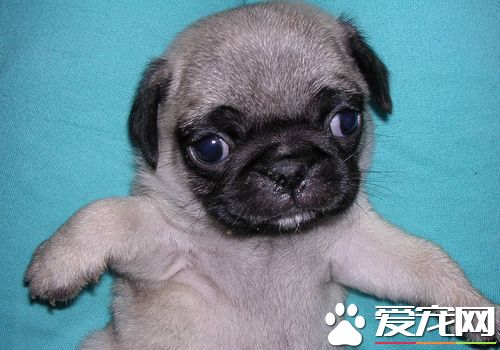 巴哥犬如何訓練 最佳訓練時間在3到4月齡