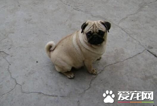 巴哥犬如何訓練 最佳訓練時間在3到4月齡
