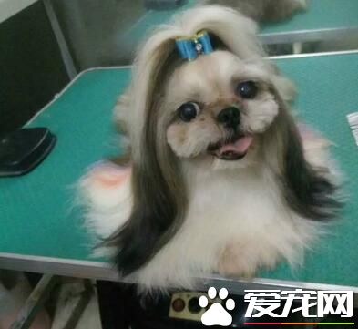 西施犬怎樣訓練 西施犬最佳的時間是在幼年期