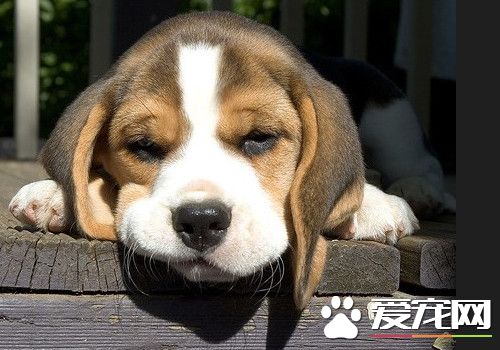 比格犬訓練方法 訓練應該從最簡單的事情開始