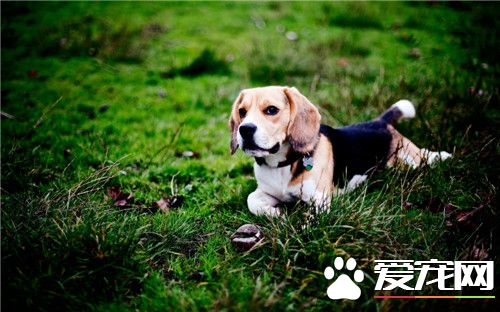 比格犬訓練方法 訓練應該從最簡單的事情開始