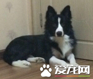 邊境牧羊犬坐和趴訓練 每次練習完都要贊揚一下