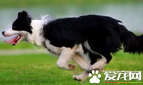 邊境牧羊犬坐和趴訓練 每次練習完都要贊揚一下