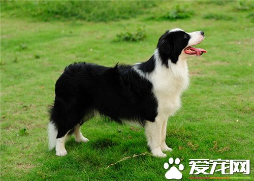 邊境牧羊犬訓練飛盤 平時多加訓練才能完成