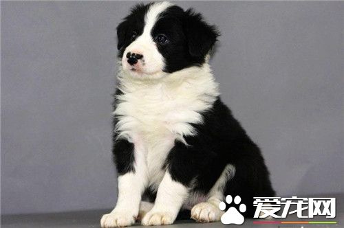 邊境牧羊犬訓練上廁所 首先准備一個固定的狗廁所
