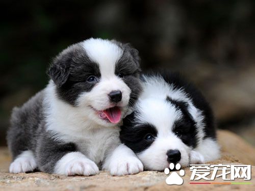 邊境牧羊犬訓練飛盤 平時多加訓練才能完成