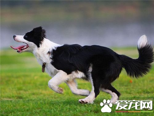 邊境牧羊犬訓練飛盤 平時多加訓練才能完成