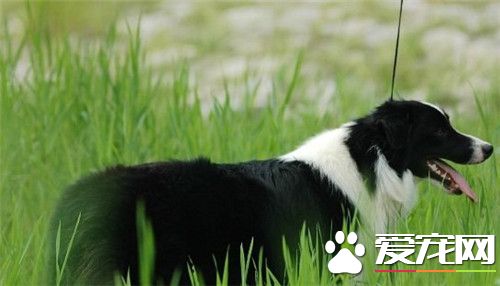 邊境牧羊犬訓練上廁所 首先准備一個固定的狗廁所
