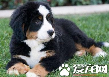 伯恩山犬容易訓練嗎 伯恩山犬的訓練還是要循序漸進