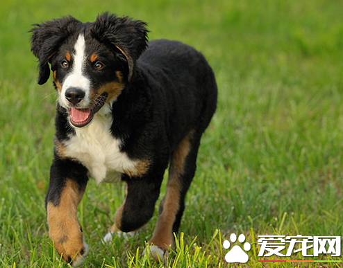 伯恩山犬容易訓練嗎 伯恩山犬的訓練還是要循序漸進