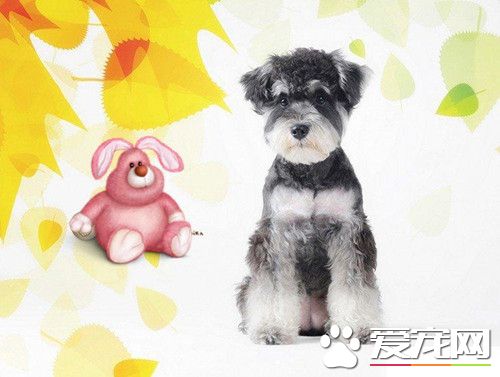 雪納瑞訓練大小便 訓練在固定場所大小便