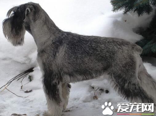 雪納瑞訓練大小便 訓練在固定場所大小便