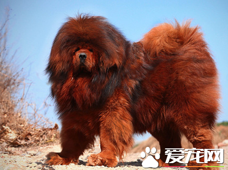 藏獒狗訓練 藏獒可以通過模仿來接受訓練