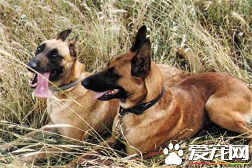 比利時牧羊犬怎麼訓練 事先給狗准備廁所