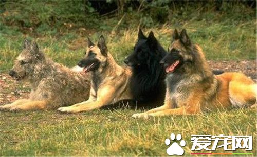 比利時牧羊犬怎麼訓練 事先給狗准備廁所