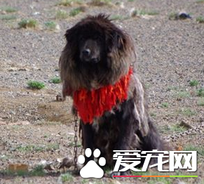 藏獒狗訓練 藏獒可以通過模仿來接受訓練