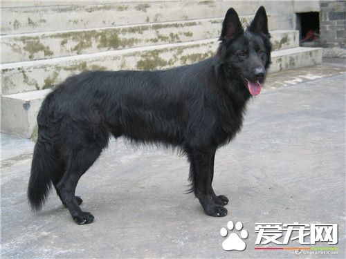比利時牧羊犬怎麼訓練 事先給狗准備廁所