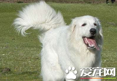 大白熊犬如何訓練 懲罰是制止犬的不良行為的有效手段