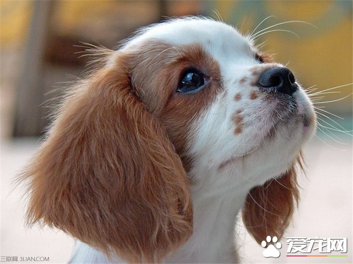 查理士王小獵犬訓練 采用嚴厲訓斥的方式訓練