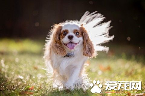 查理士王小獵犬訓練 采用嚴厲訓斥的方式訓練