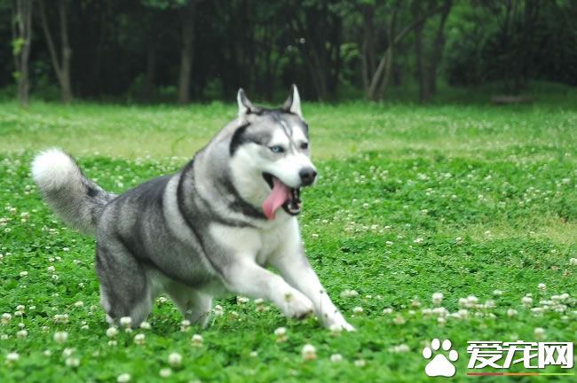 哈士奇幼犬怎麼訓練 1歲前是哈士奇訓練的黃金時期