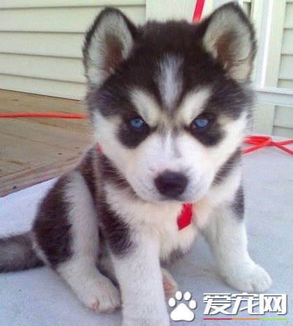 哈士奇幼犬怎麼訓練 1歲前是哈士奇訓練的黃金時期