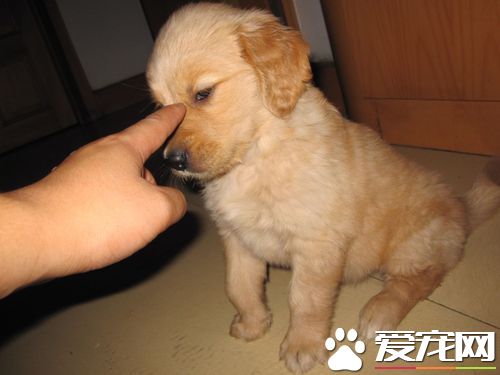 金毛尋回犬的訓練 訓練時必須建立處罰觀念