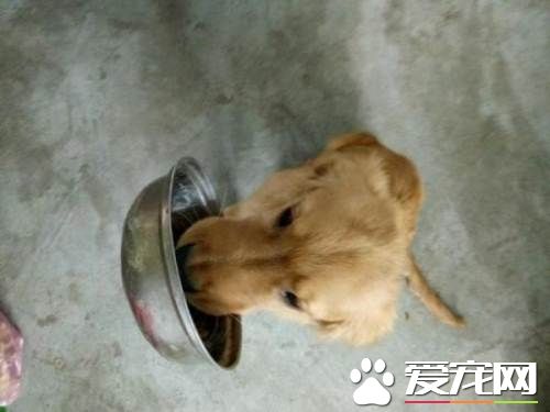 金毛尋回犬的訓練 訓練時必須建立處罰觀念