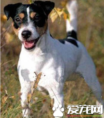 傑克羅素梗犬好訓練嗎 咬主人後要馬上訓斥
