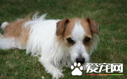 傑克羅素梗犬好訓練嗎 咬主人後要馬上訓斥