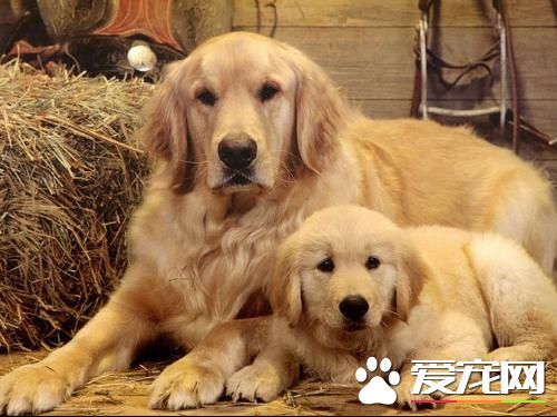 金毛尋回犬訓練方法 訓練時要樹立恰當的目標