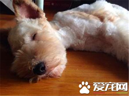 剛毛獵狐梗如何訓練 要在固定的地點放一個便盆