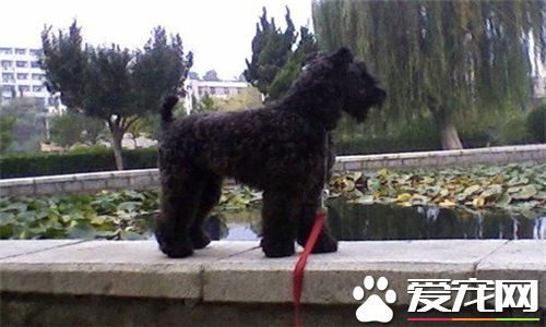 凱利藍梗訓練 要統一使用管教的動作和口令