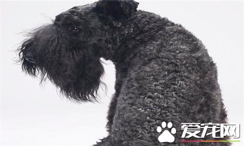 凱利藍梗訓練 要統一使用管教的動作和口令