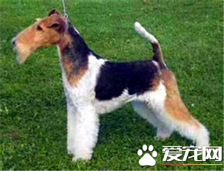 剛毛獵狐梗如何訓練 要在固定的地點放一個便盆