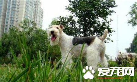 剛毛獵狐梗如何訓練 要在固定的地點放一個便盆