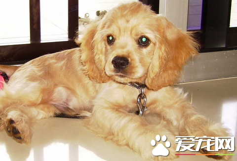 美國可卡犬如何訓練 活潑好動的狗狗比較容易訓練
